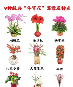 年宵花有哪些品种 年宵花有哪些品种