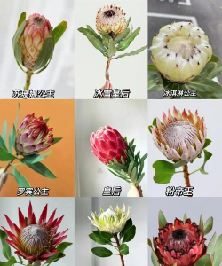 公主花花语和寓意是什么 公主花花语和寓意是什么