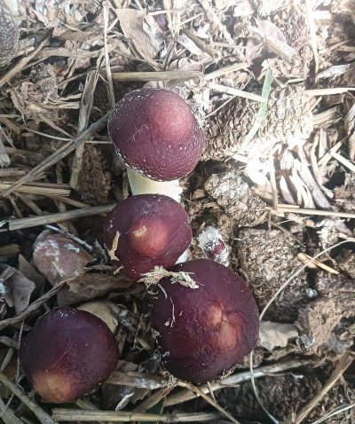 怎么种植红松茸 怎么种植红松茸