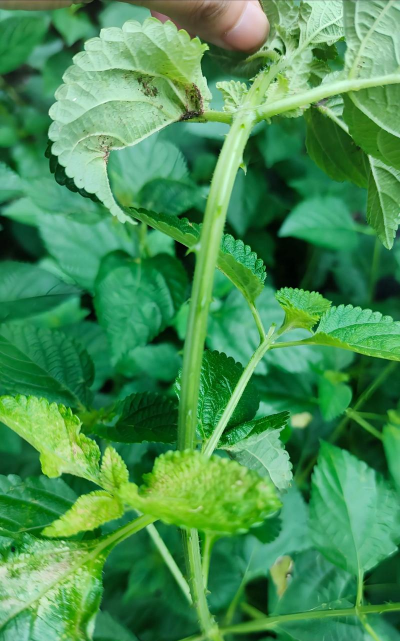 马缨丹是什么类植物 马缨丹是什么类植物