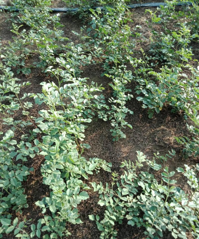 甘草苗怎么种植 甘草苗怎么种植