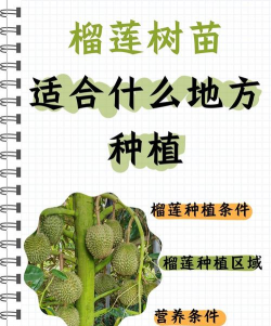 怎么去种植榴莲 怎么去种植榴莲
