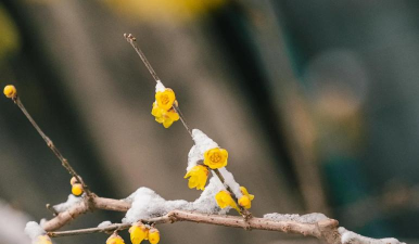 冬天北京有哪些花 冬天北京有哪些花