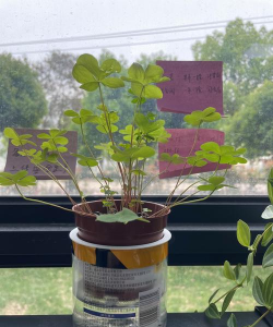 哈姆雷特怎么种植物 哈姆雷特怎么种植物