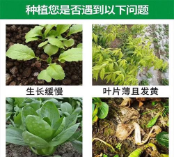 栽培金弹子需要什么土壤 栽培金弹子需要什么土壤