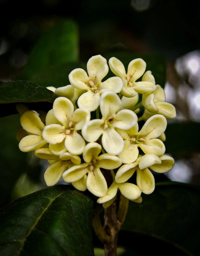 有哪些花像桂花 有哪些花像桂花