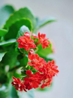 在北方冬季适合养什么花 在北方冬季适合养什么花