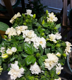 栀子花什么事开花 栀子花什么事开花