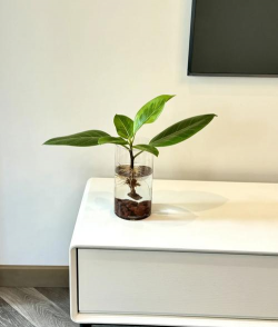 水培植物放什么生根快 水培植物放什么生根快