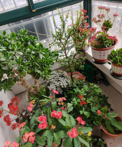 冬天阳台有哪些花 冬天阳台有哪些花