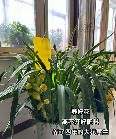 大花蕙兰要加什么肥 大花蕙兰要加什么肥