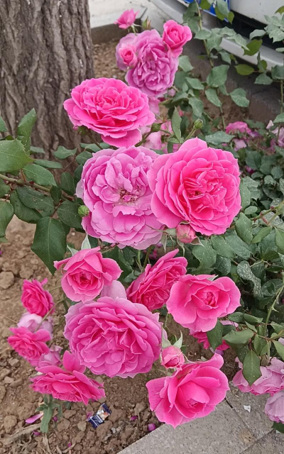 农村粉色花有哪些 农村粉色花有哪些