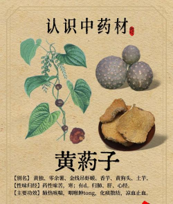 黄药子怎么种植方法 黄药子怎么种植方法
