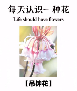 吊钟花有哪些花语 吊钟花有哪些花语