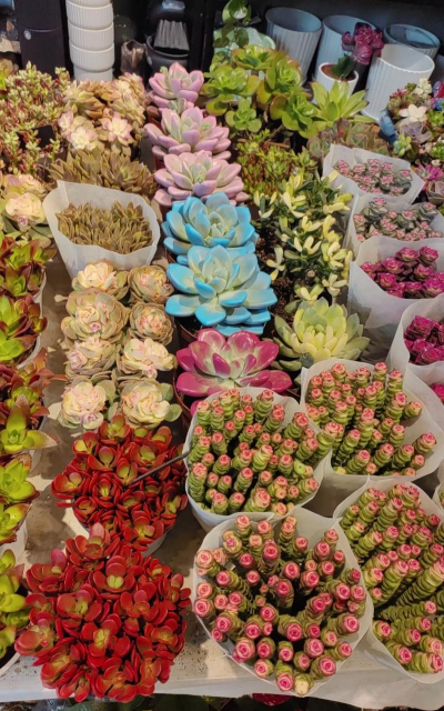 齐齐哈尔的花有哪些 齐齐哈尔的花有哪些