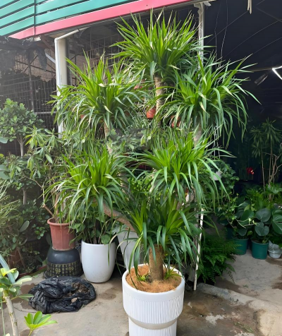 龙须树为什么泡不出根 龙须树为什么泡不出根