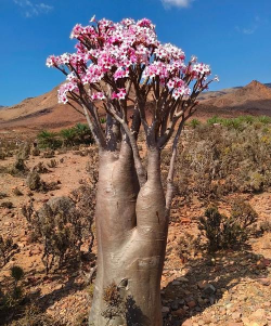 硬核的花有哪些 硬核的花有哪些