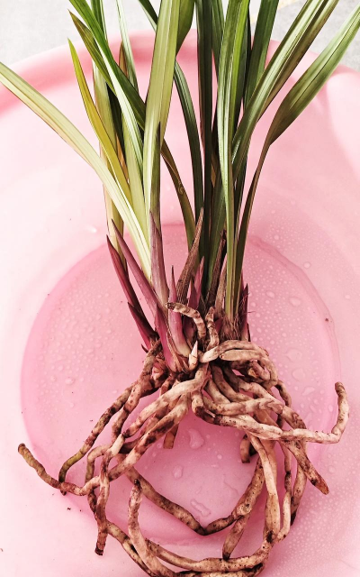 兰花为什么生出好多根 兰花为什么生出好多根