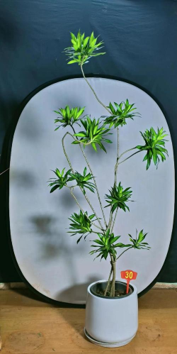 怎么种植室内竹花 怎么种植室内竹花