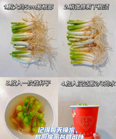 小葱自己怎么种植 小葱自己怎么种植