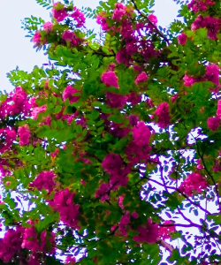 春天有哪些花和哪些树 春天有哪些花和哪些树