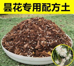 昙花适合什么样的土质 昙花适合什么样的土质