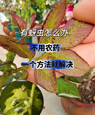 菜园怎么种植防虫 菜园怎么种植防虫