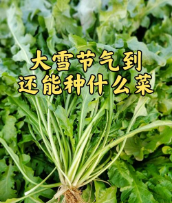 冬季最适合种植什么蔬菜 冬季最适合种植什么蔬菜
