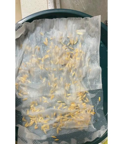 怎么种植野燕麦 怎么种植野燕麦