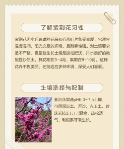 紫荆花什么时候栽 紫荆花什么时候栽