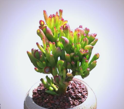 吸财树用什么肥最好 吸财树用什么肥最好