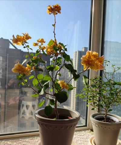 阳台能过冬的花有哪些花 阳台能过冬的花有哪些花