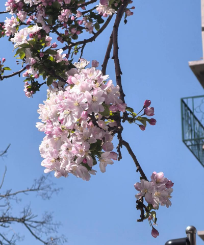 天津近期开的花有哪些花 天津近期开的花有哪些花