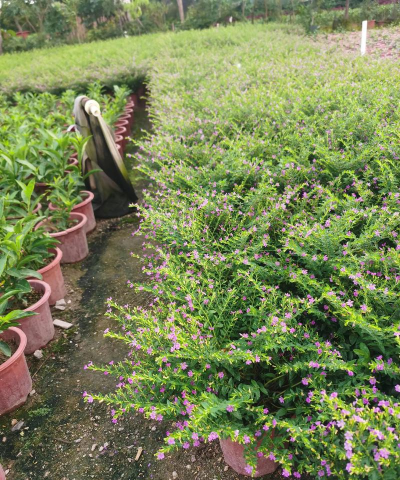 满天星花是什么植物 满天星花是什么植物