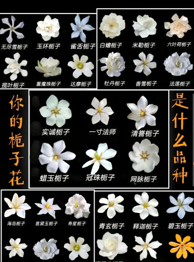 枝枝花什么时间开 枝枝花什么时间开