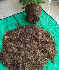 给花换土需要注意什么 给花换土需要注意什么