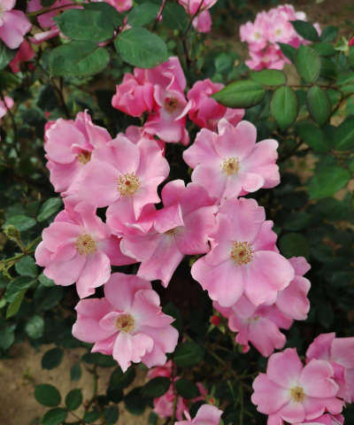 和蔷薇类似的花有哪些花 和蔷薇类似的花有哪些花