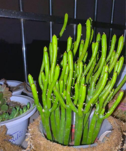 观茎植物都有什么用 观茎植物都有什么用