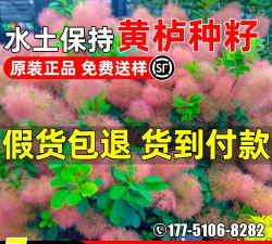 黄栌籽怎么种植 黄栌籽怎么种植