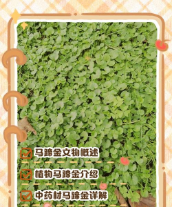 马蹄金为什么做成马蹄 马蹄金为什么做成马蹄