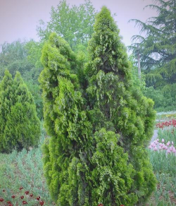 柏树的叶子长什么样 柏树的叶子长什么样