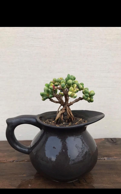 多肉鹿角海棠用什么盆 多肉鹿角海棠用什么盆