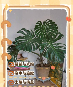 龟背竹用什么盆子养 龟背竹用什么盆子养