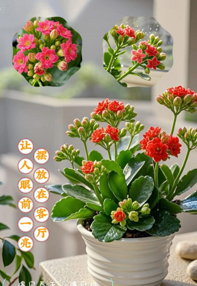 花适合懒人养的花有哪些 花适合懒人养的花有哪些