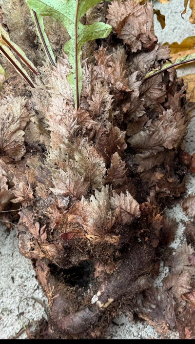 骨碎补怎么种植呢 骨碎补怎么种植呢