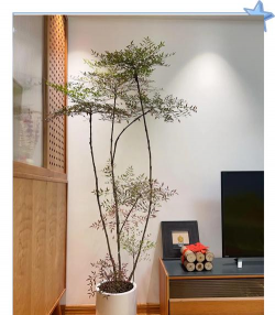 南天竹盆栽用什么盆 南天竹盆栽用什么盆