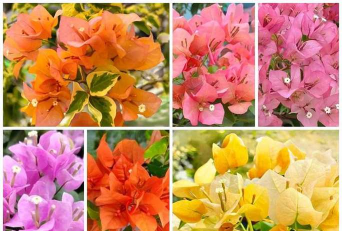 没什么阳光的花有哪些花 没什么阳光的花有哪些花