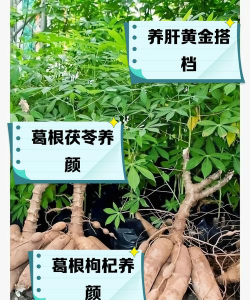 葛是怎么种植 葛是怎么种植