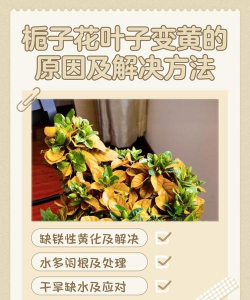 花叶为什么几天就变黄 花叶为什么几天就变黄