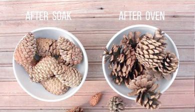 松球果怎么种植 松球果怎么种植